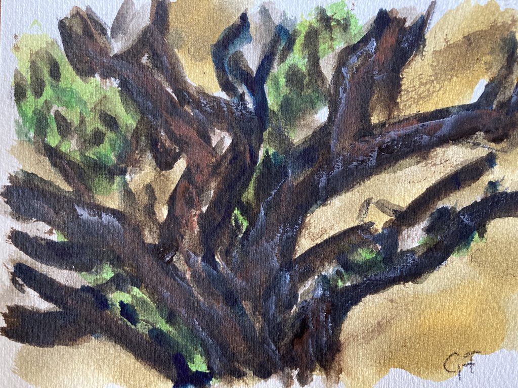 Arbor